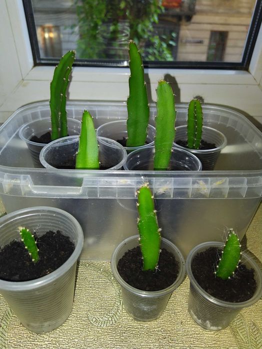 Питахайя кактус.