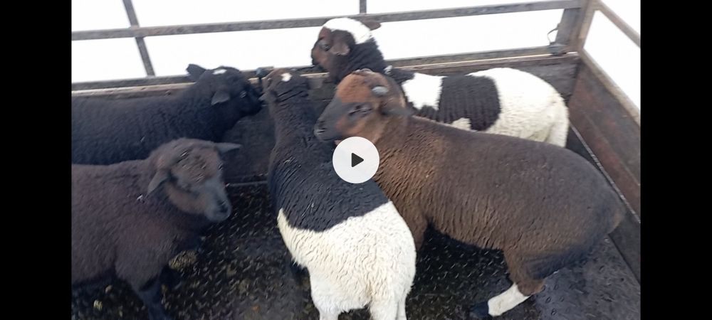 Borregos Dorper machos