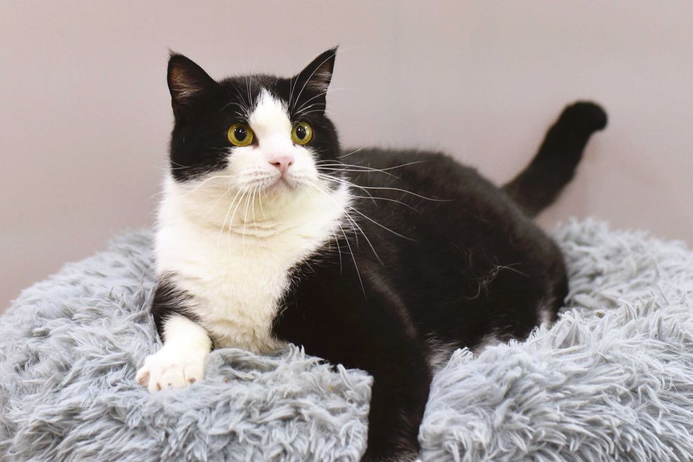 Отдам в добрые руки херсонского кота Валли