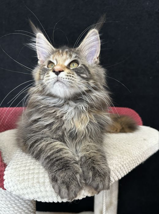 Котята Мaine Coon