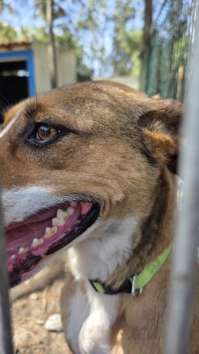 Cão / cadela  para adoção
