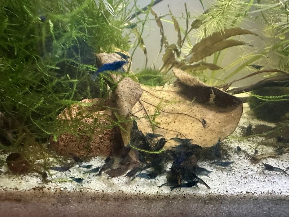 Krewetki blue vetvet