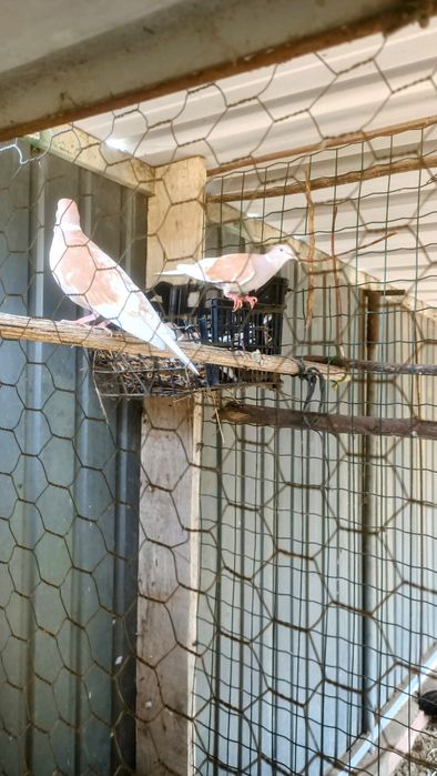 Pombos arcanjo e rolas.