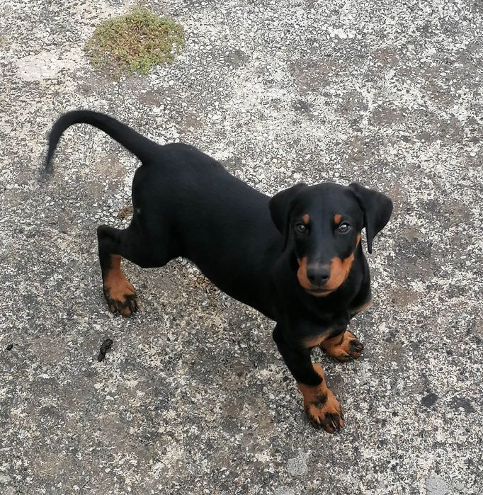 Excelente Fêmea  Doberman