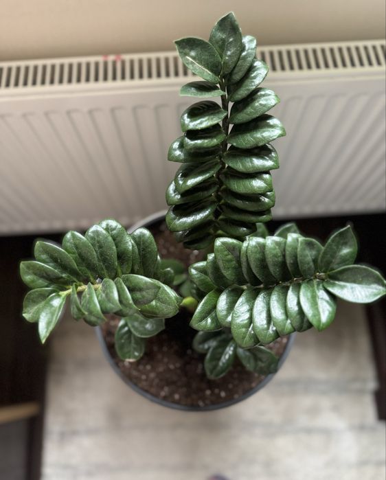 Заміокулькас Зензі