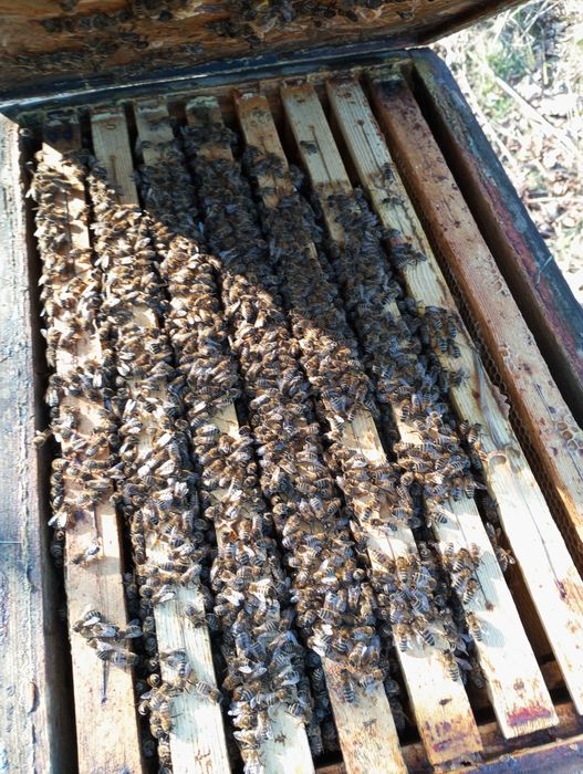 Rodziny pszczele na ramce 1/2 dadant, odkłady