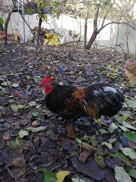 Продам петушків кохінхінів