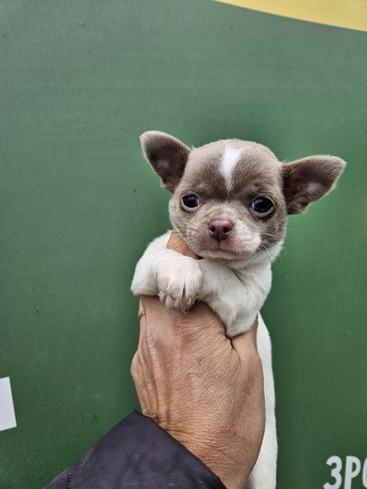 Хлопчик чіхуашечка