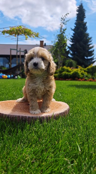 **Cockapoo** cudowny piesek!