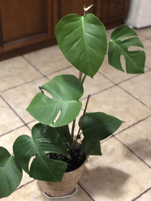 Продам монстеру.