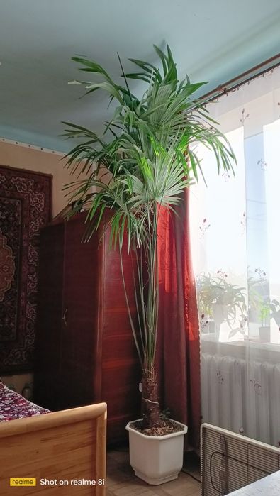 Пальма вієвна італійська