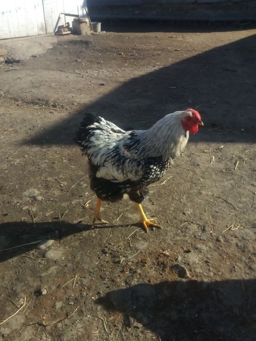 Віандот срібло інкубаційне яйце