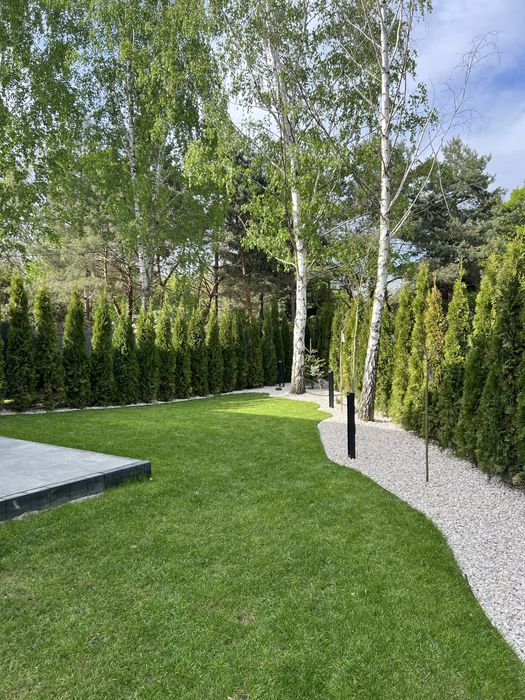 Tuja szmaragd 1,80m szkółka