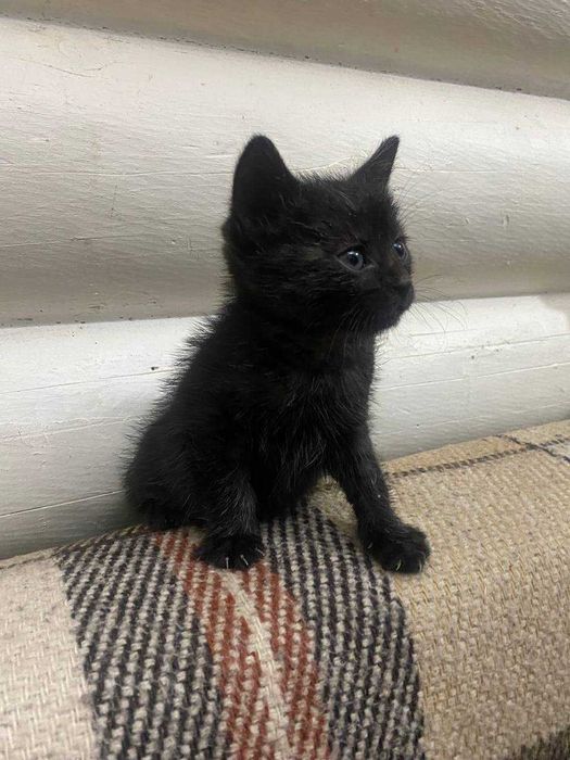 Чорний котик безкоштовно