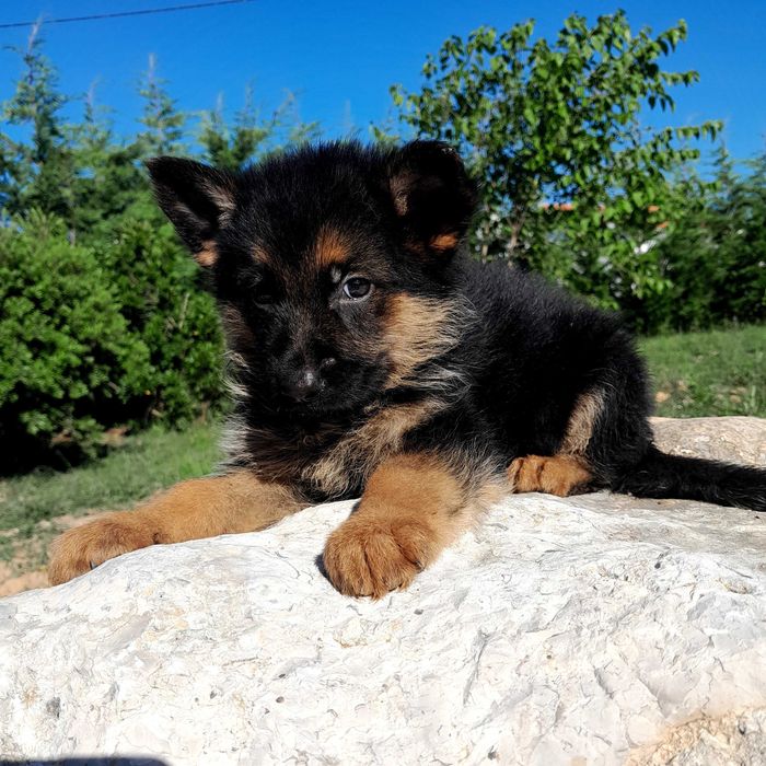 Pastor alemão  com lop