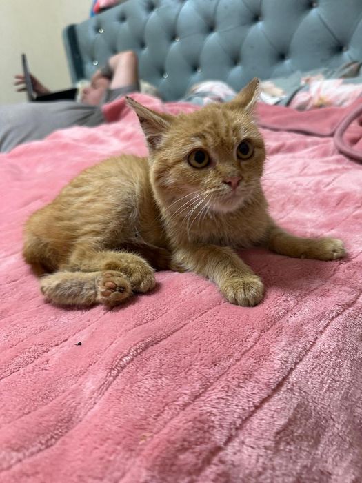 Кошеня 4 міс. в хороші руки