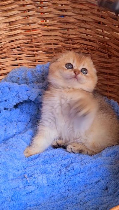 Идеальный ребёнок Девочка