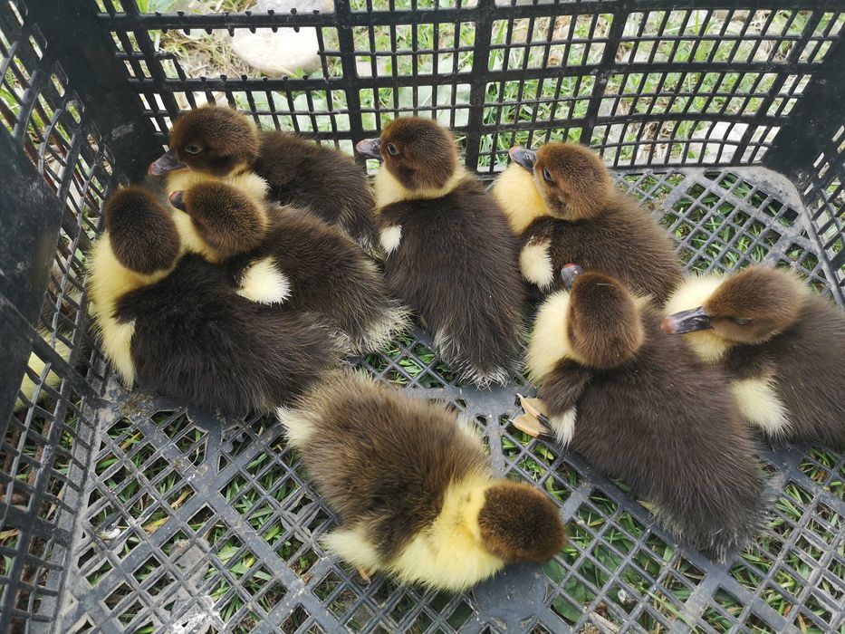 Продаються каченята - шипуни