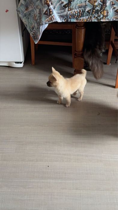 Хлопчик метис шпіца