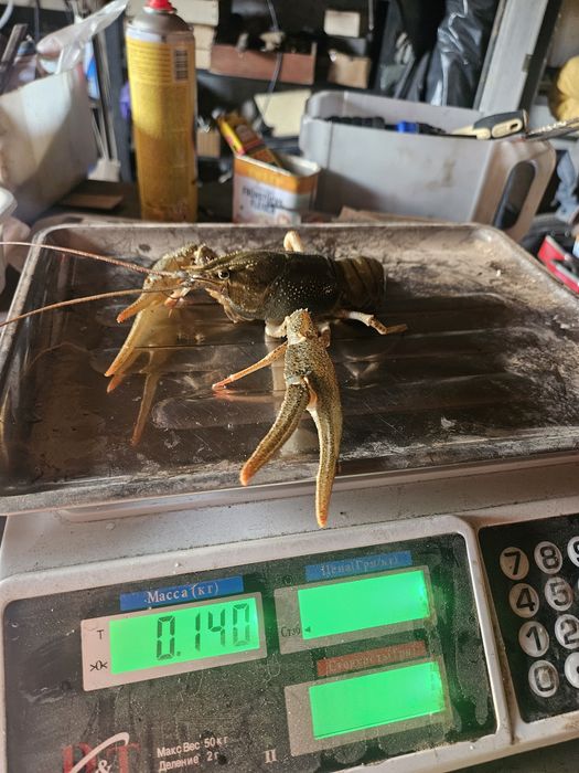 Рак Королівський