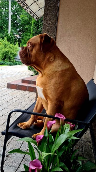 Бордоскій дог вязка