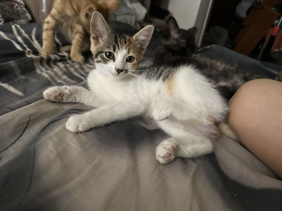 Отдам котят в хорошие руки