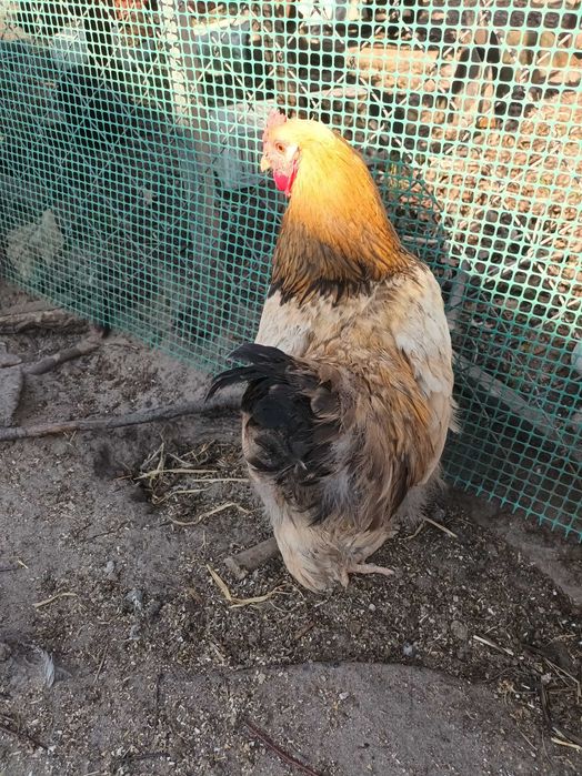 Kogut  Kochin olbrzymi