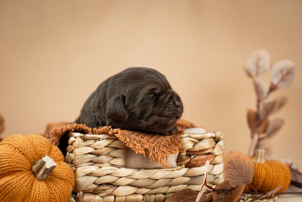 щеня Лабрадор Ретривер