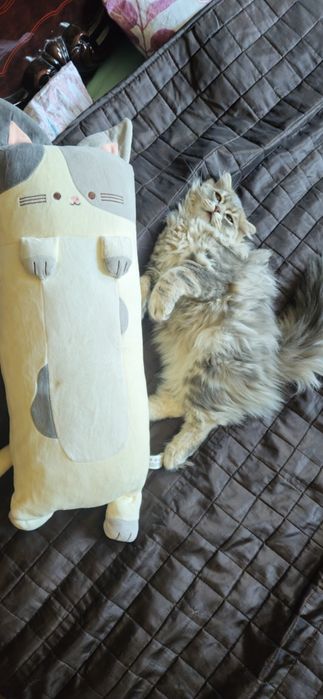 В'язка молодого шотландського кота