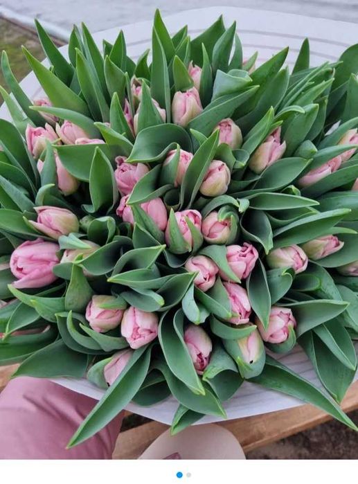 Цибулини тюльпанів на опт