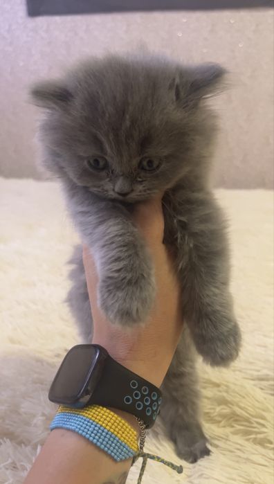 Британские котята.