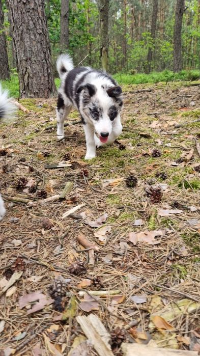Border Collie suczka blue merle
