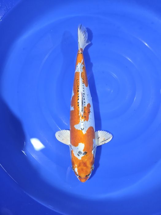 Karpie Koi na sprzedaż