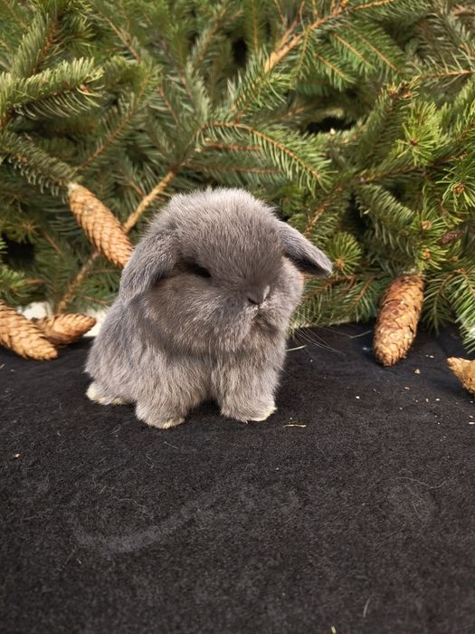 Króliczki Mini Lop. Wolne maluszki.