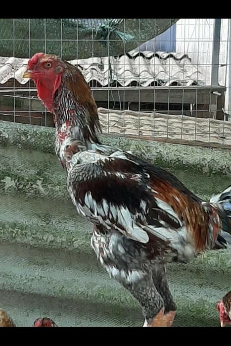 indio gigante brasileiro