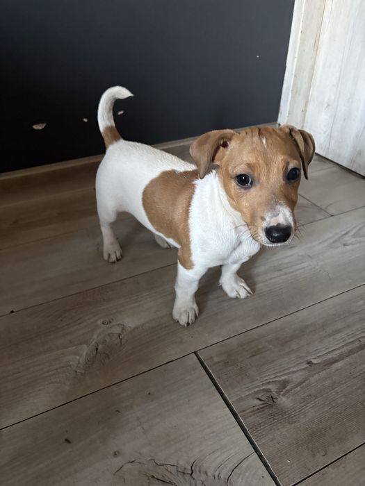 Jack Russell Terrier Piesek
