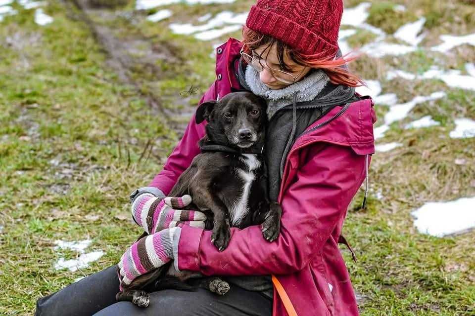 Ok. 5 letni pies Taco, dogaduje się z innymi psami