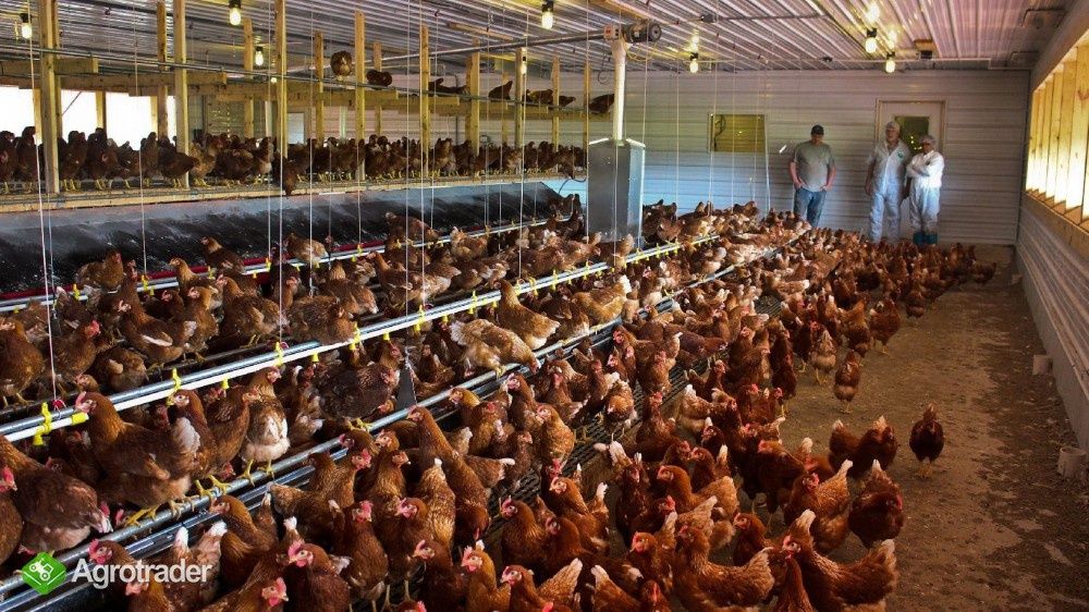 Kury nioski Messa i Leghorn Sandi Wałbrzych
