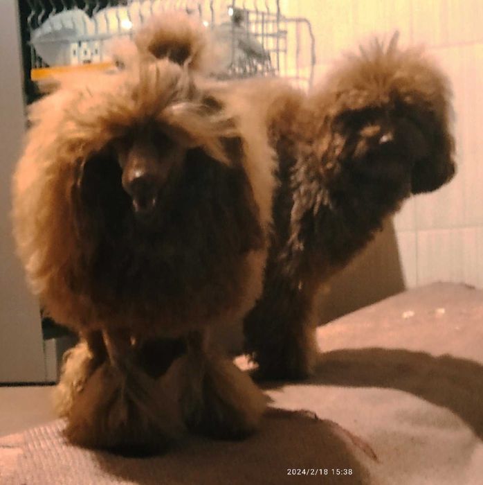 КСУ FCI пудель куражний хлопчик міні