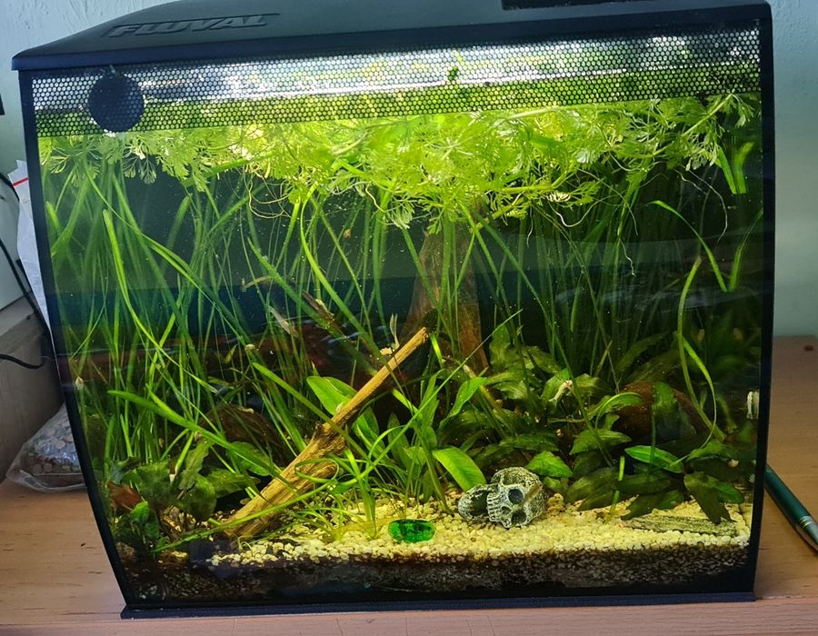 Akwarium kompletne plus rybki  l144 snow white long fin ,około 20sztuk