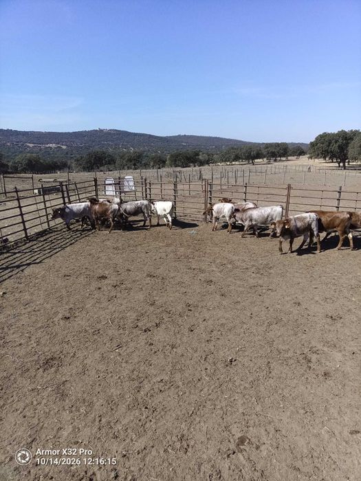 Novilhas Mertolengas Puras - Registadas na Associação de Criadores de Bovinos Mertolengos
