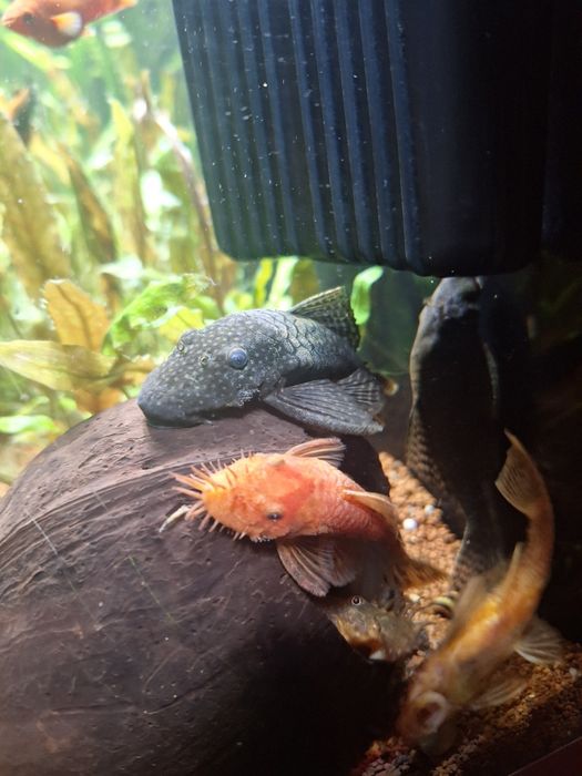 Mlody samczyk ancitrus super red 6cm