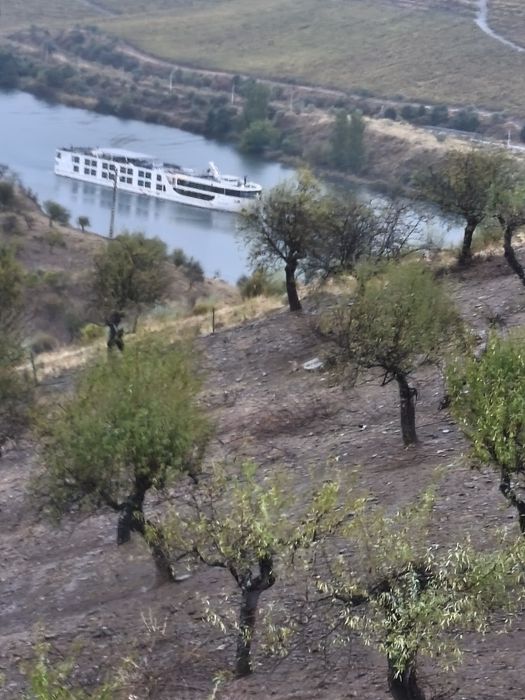 Terreno rústico em Moncorvo