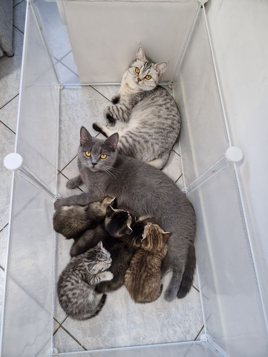 Продаються британські кошенята