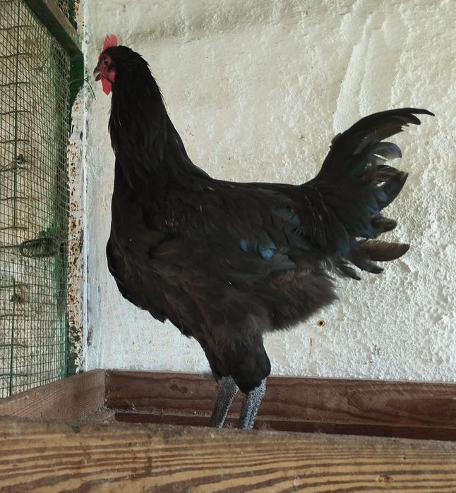 Galo australop puro