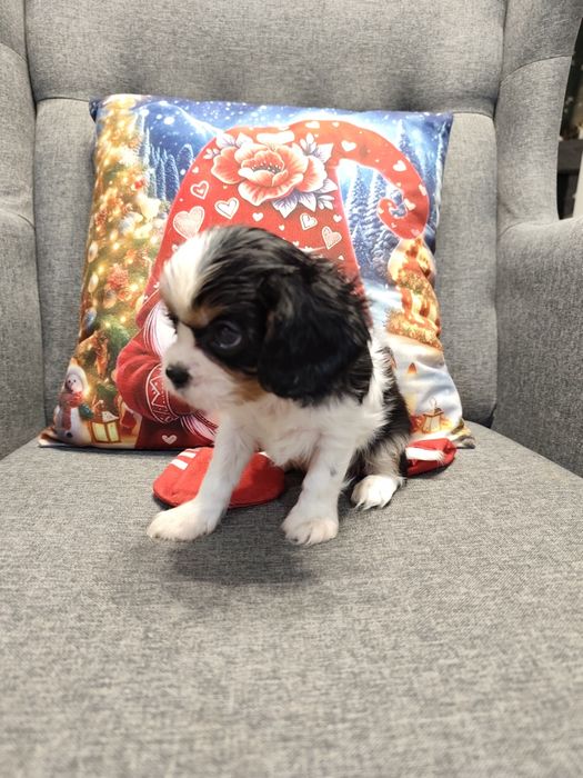 Cavalier King Charles spaniel, suczka