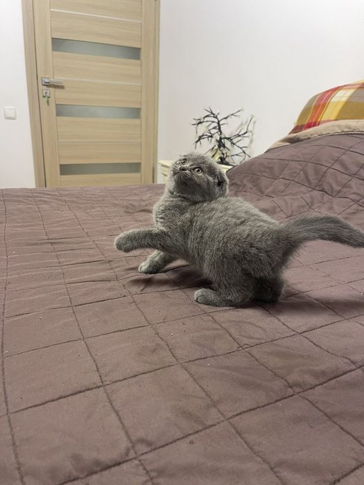 Котенята шотландські висловухі