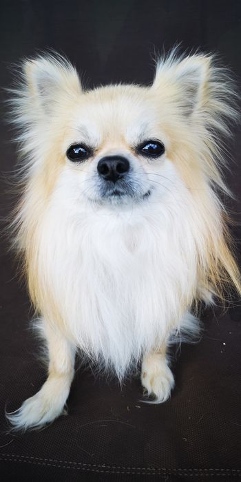 Чихуахуа для вязки