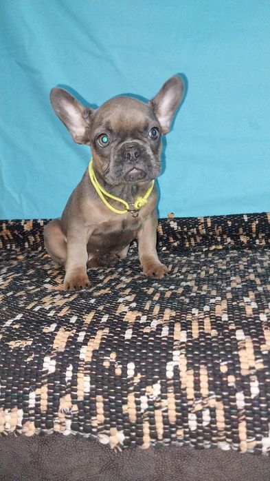 Французські  діти