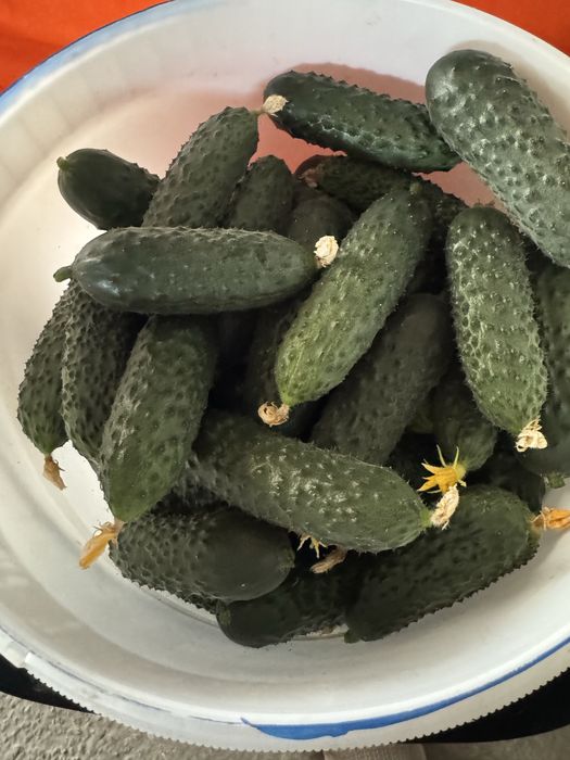 Домашній огірок вирощений на органіці!!!